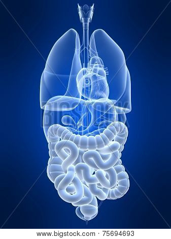 intestines