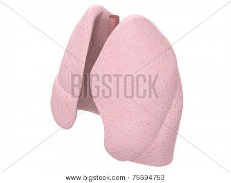 lung