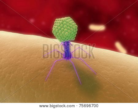 bacteriophage