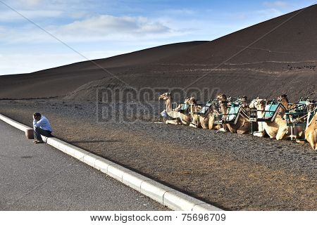TIMANFAYA, USA - APR 7, 2014: camels in timanfaya national park wait for tourists for a ride