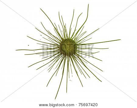cancer cell