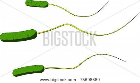 road shaped bacteria