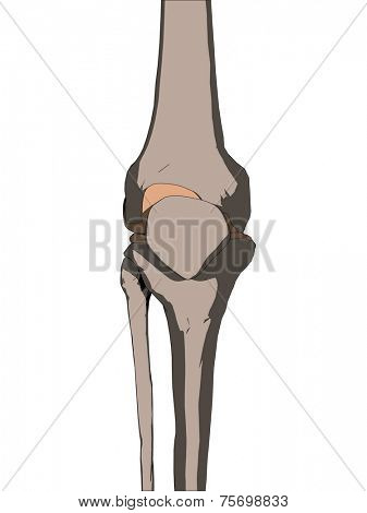 knee joint
