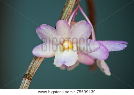 Wild orchids in Thailand Forests.