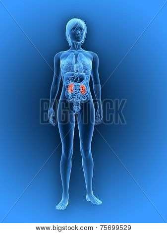highlighted kidneys
