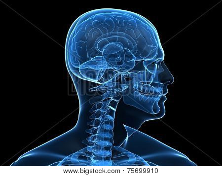 human brain