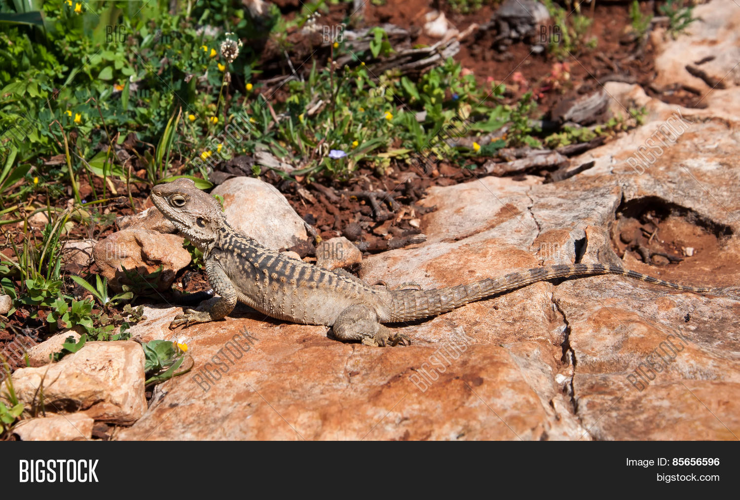 Lizard On Rock Island Image & Photo (Free Trial) Bigstock