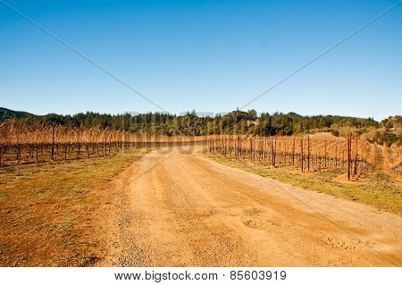 Vineyard