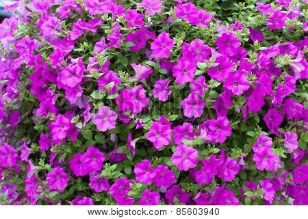 Background Display Of Bright Pink Petunias