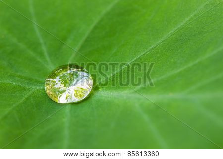 Rain Water Drop Dew On green Leaf Closeup