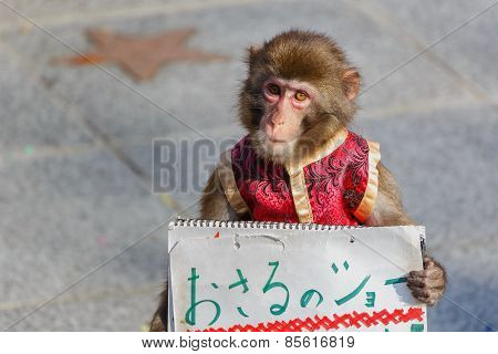 Monkey Show at Kitano District in Kobe Japan