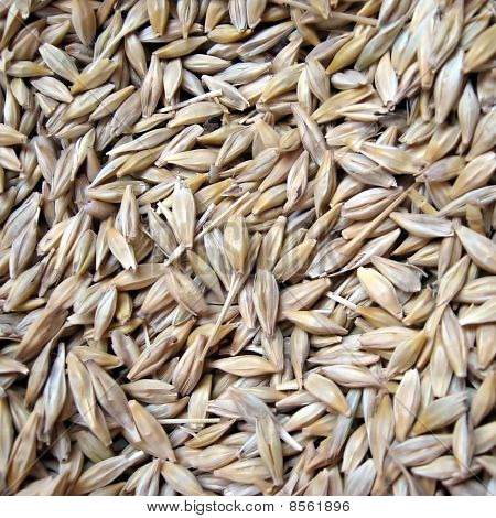 Calli di avena