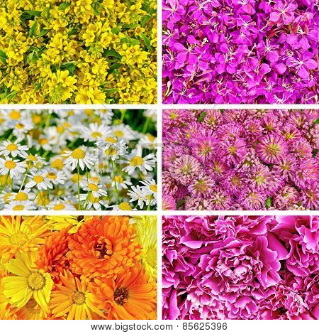 Set of textures different flowers