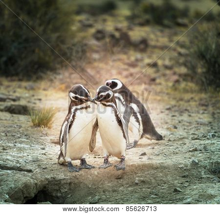 Magellanic Penguin (Spheniscus magellanicus) in Patagonia