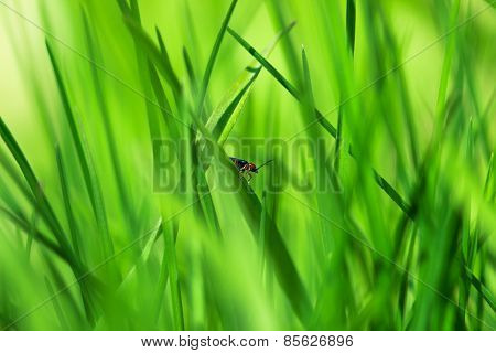 Red Insect On Young Green Grass