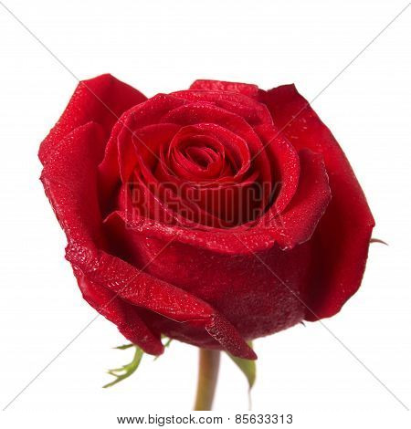 Red Rose