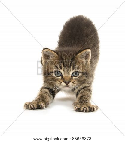 Cute Tabby Lottem