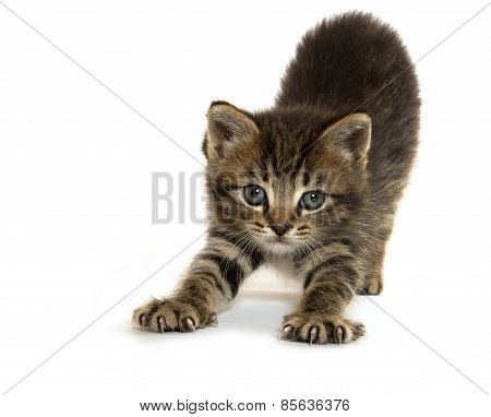 Cute Tabby Lottem