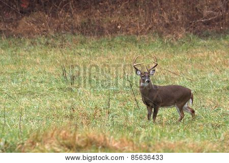 Large White-tailed Deer Buck