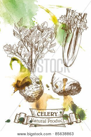 Root and leaves of celery