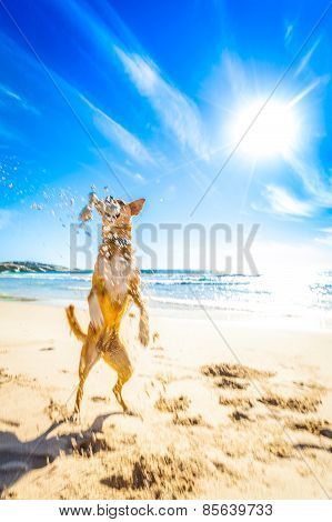 Dog Playing At The Beach