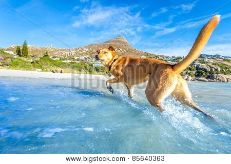 Dog Playing At The Beach
