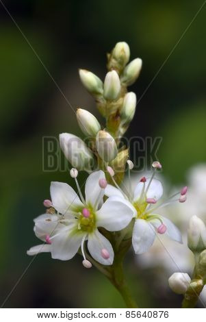 Buckwheat Flowers