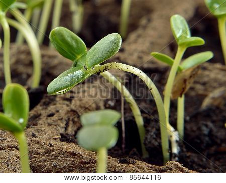 Germination Of A Green Stalk Of A Plant Against Other Sprouts