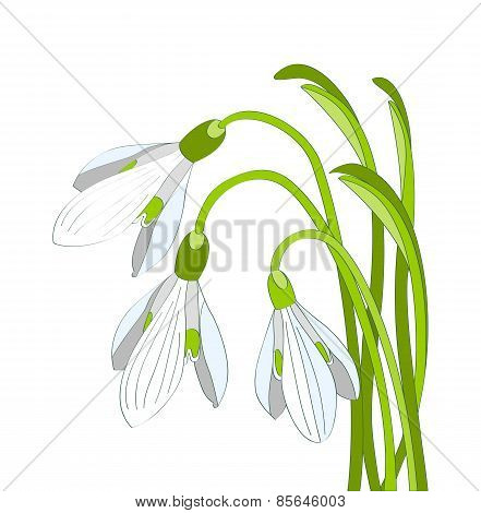 snowdrop flowers