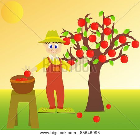 Apple harvest.