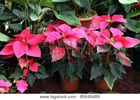 Fairest Poinsettia, Euphorbla Pulcherrima, Christmas Star
