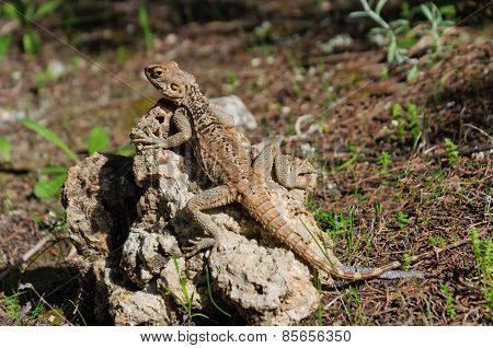 Lizard On A Rock At The Island Of Delos In Cyprus