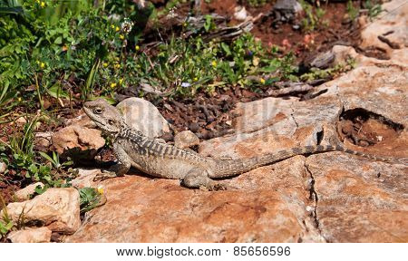 Lizard On A Rock At The Island Of Delos In Cyprus