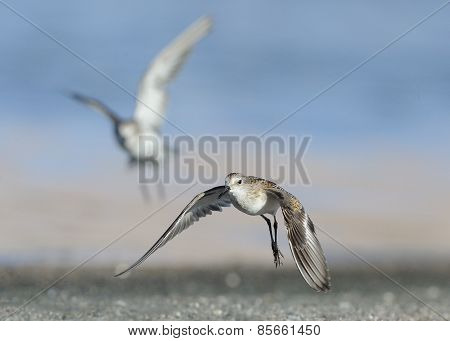 Little Stint