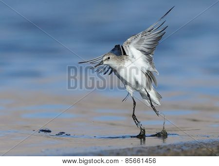 Little Stint