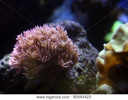 Goniopora
