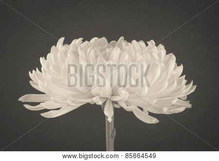 Chrysanthemum Flower Close Up