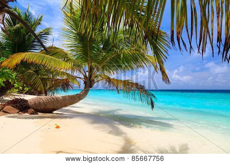 Palm tree on the shore of the Maldives