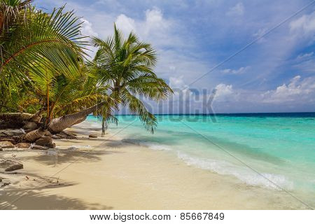 Palm tree on the shore of the Maldives