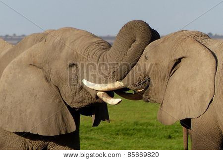 fighting elephants