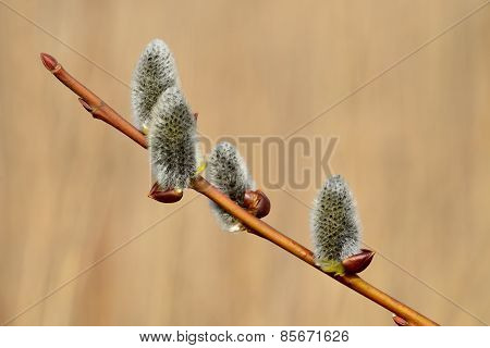 Spring. Willow Catkins Closeup