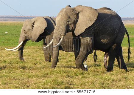 two elephants
