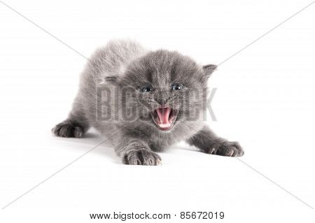 Angry Grey Kitten On A White Background