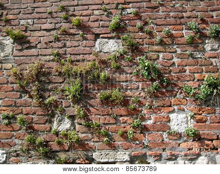 Birck Wall With Plants