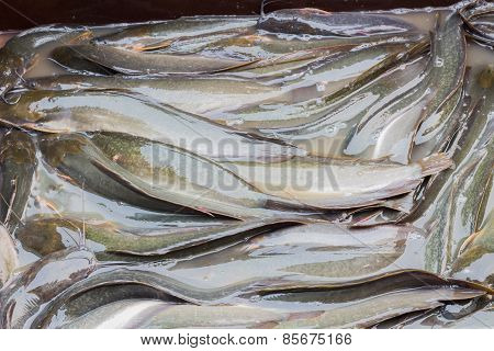 Many Catfish background