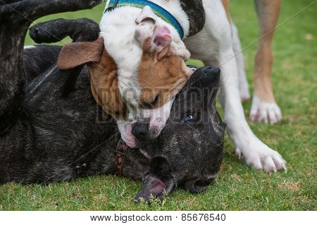 Position of dominance and submission