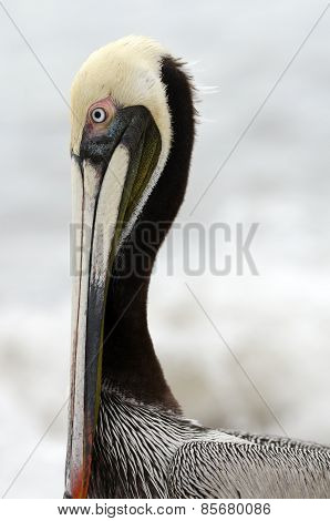 Pelican Closeup Head Shot