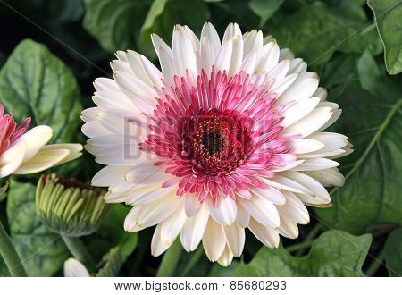 Gerbera