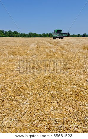 Wheat Field