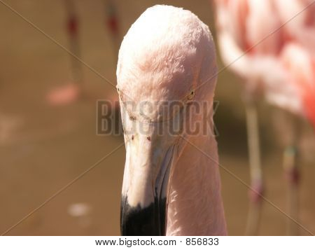 Occhi Flamingo